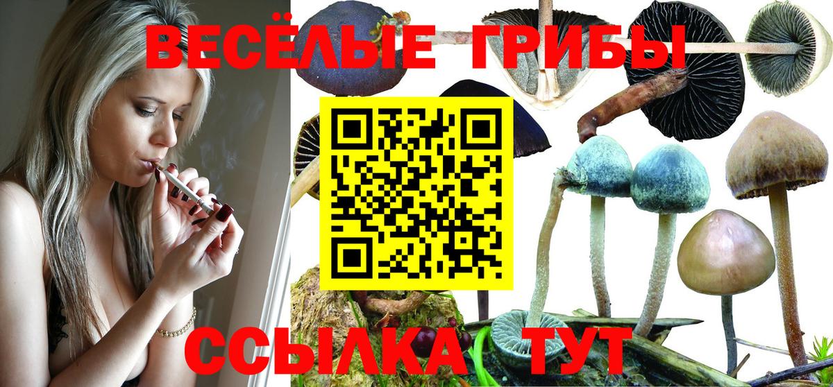 Псилоцибиновые грибы Psilocybe  Вход с VPN  Острогожск 